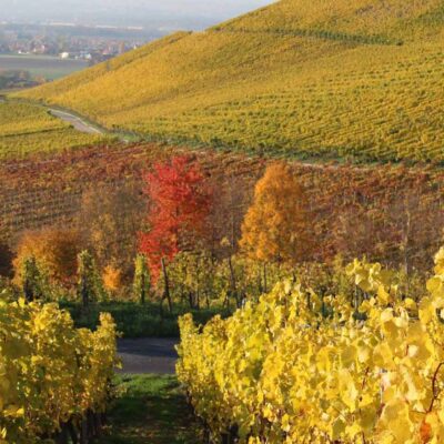 Weinlage Julius-Echter-Berg bei Iphofen. Perfekte Lage für den eigenen Rebstock und damit die Rebstockpatenschaft