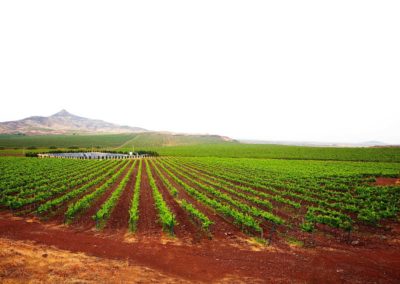 Wein und Kuli­na­rik in Indien