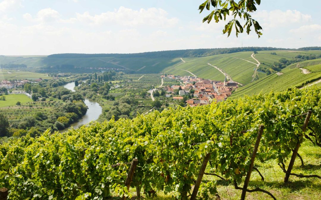 Wein­reise an die Vol­ka­cher Mainschleife
