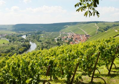 Wein­reise an die Vol­ka­cher Mainschleife