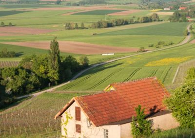 Wein­stock-Lea­sing in Fran­ken – im Weinparadies