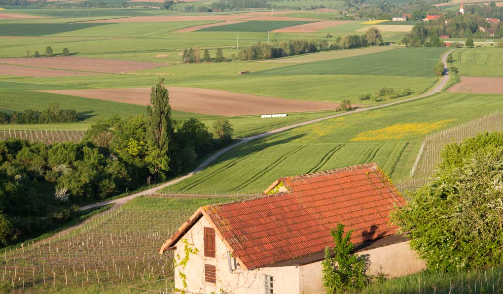 WeinÂstock-LeaÂsing in FranÂken – im Weinparadies