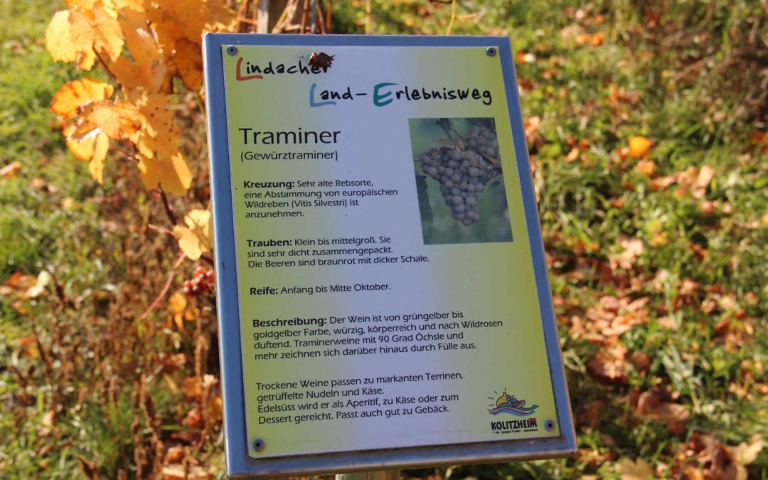 Wein­stock-Lea­sing in Zei­litz­heim, Franken