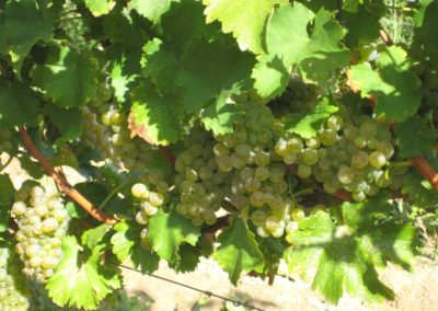 Riesling in Rheinhessen