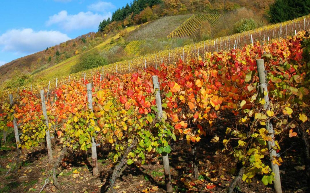 Schon die alten Römer…Wein und Kul­tur an der Mosel