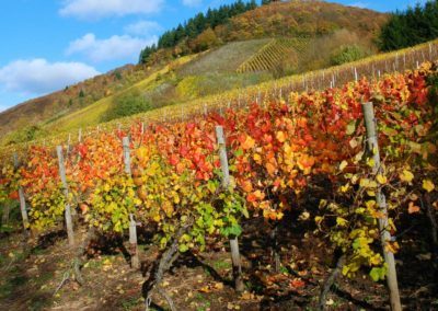 Schon die alten Römer…Wein und Kul­tur an der Mosel