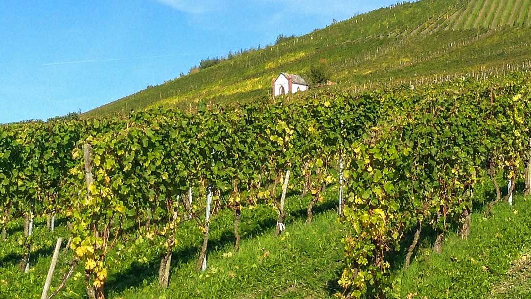 Reb­stock-Lea­sing an der Mosel