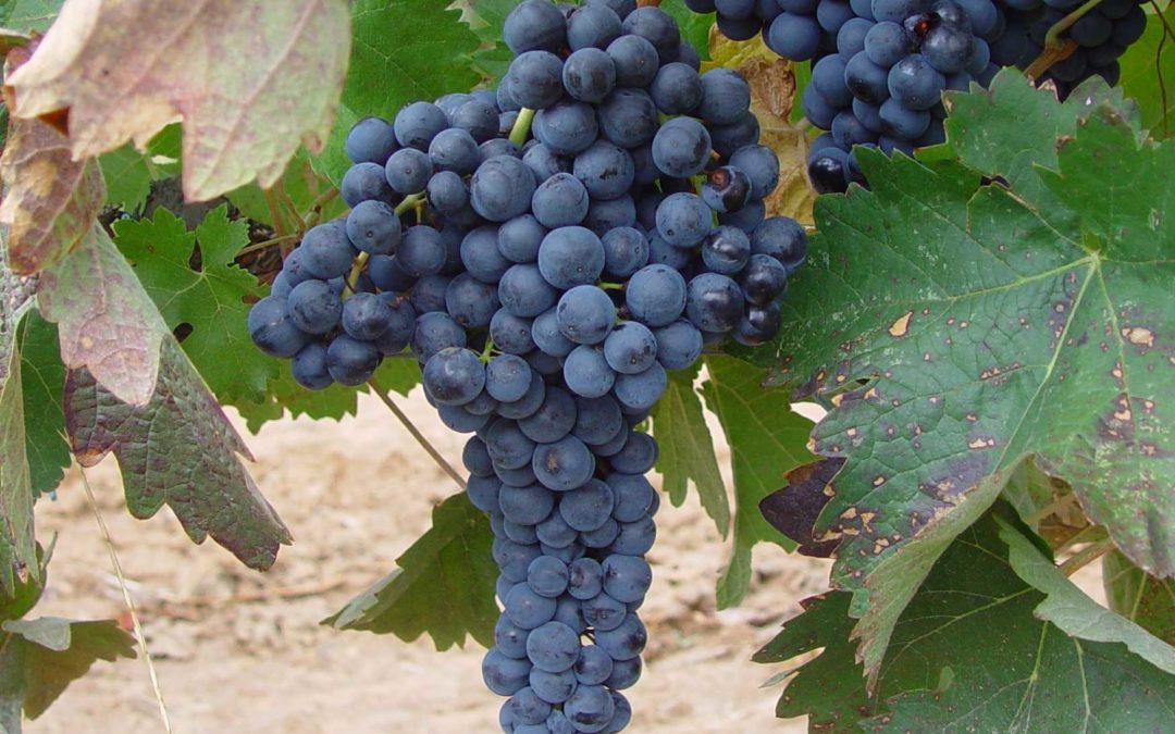 Ribera del Duero und Salamanca