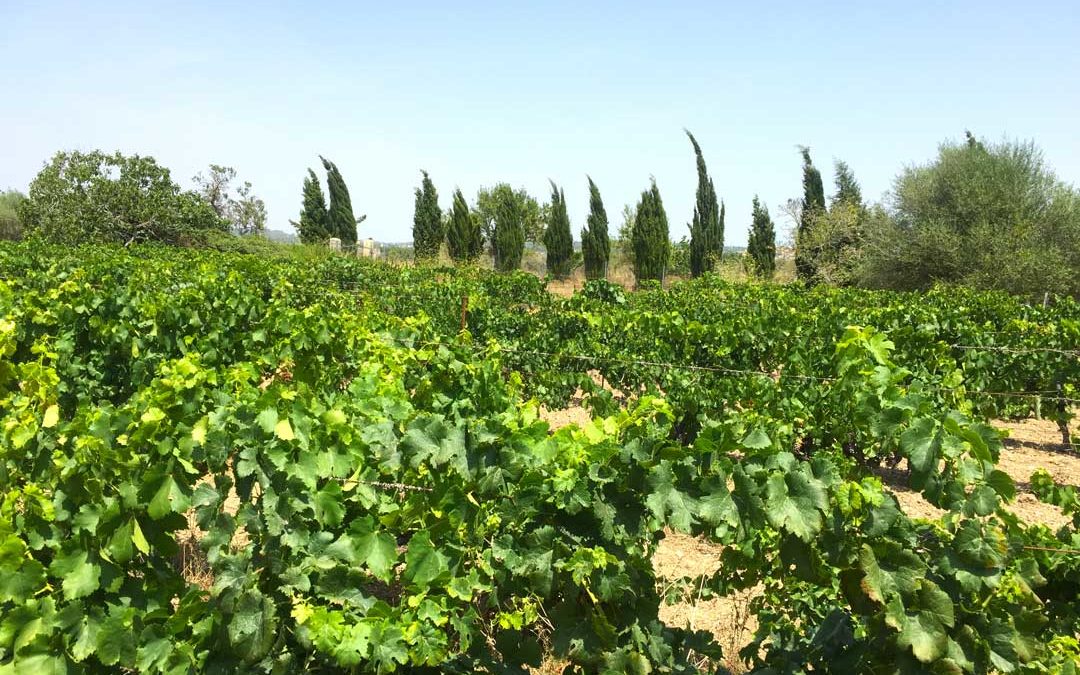 Exklu­sive Reb­stock-Paten­schaft auf Mallorca