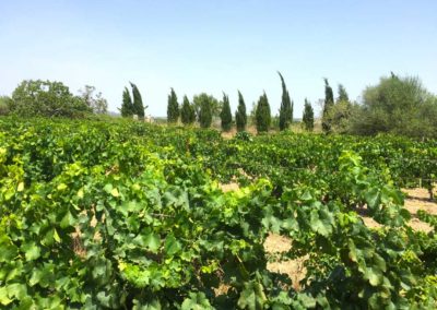 Exklu­sive Reb­stock-Paten­schaft auf Mallorca
